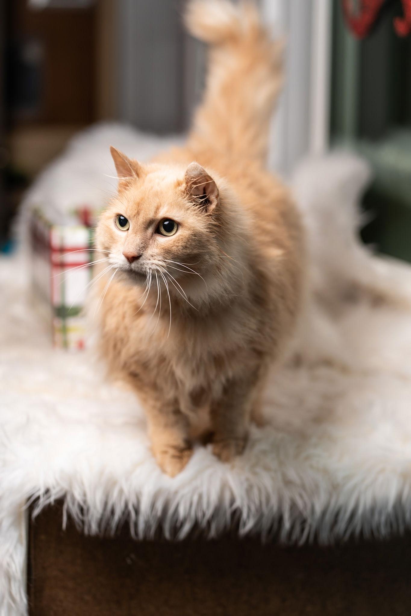 Enlarge Peggy Lee, a Adopted Domestic Long Hair in Cedar Rapids, IA image 1/3