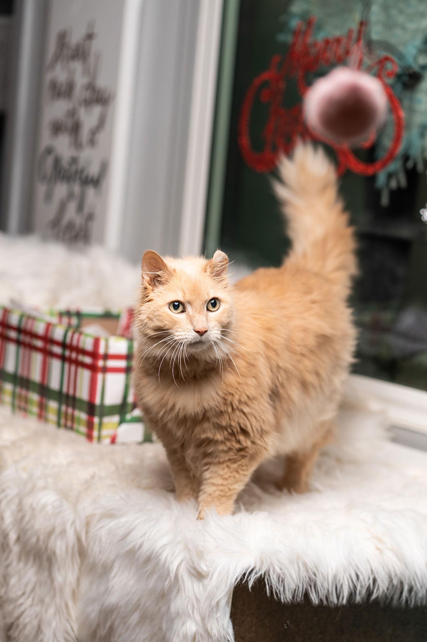 Enlarge Peggy Lee, a Adopted Domestic Long Hair in Cedar Rapids, IA image 2/3