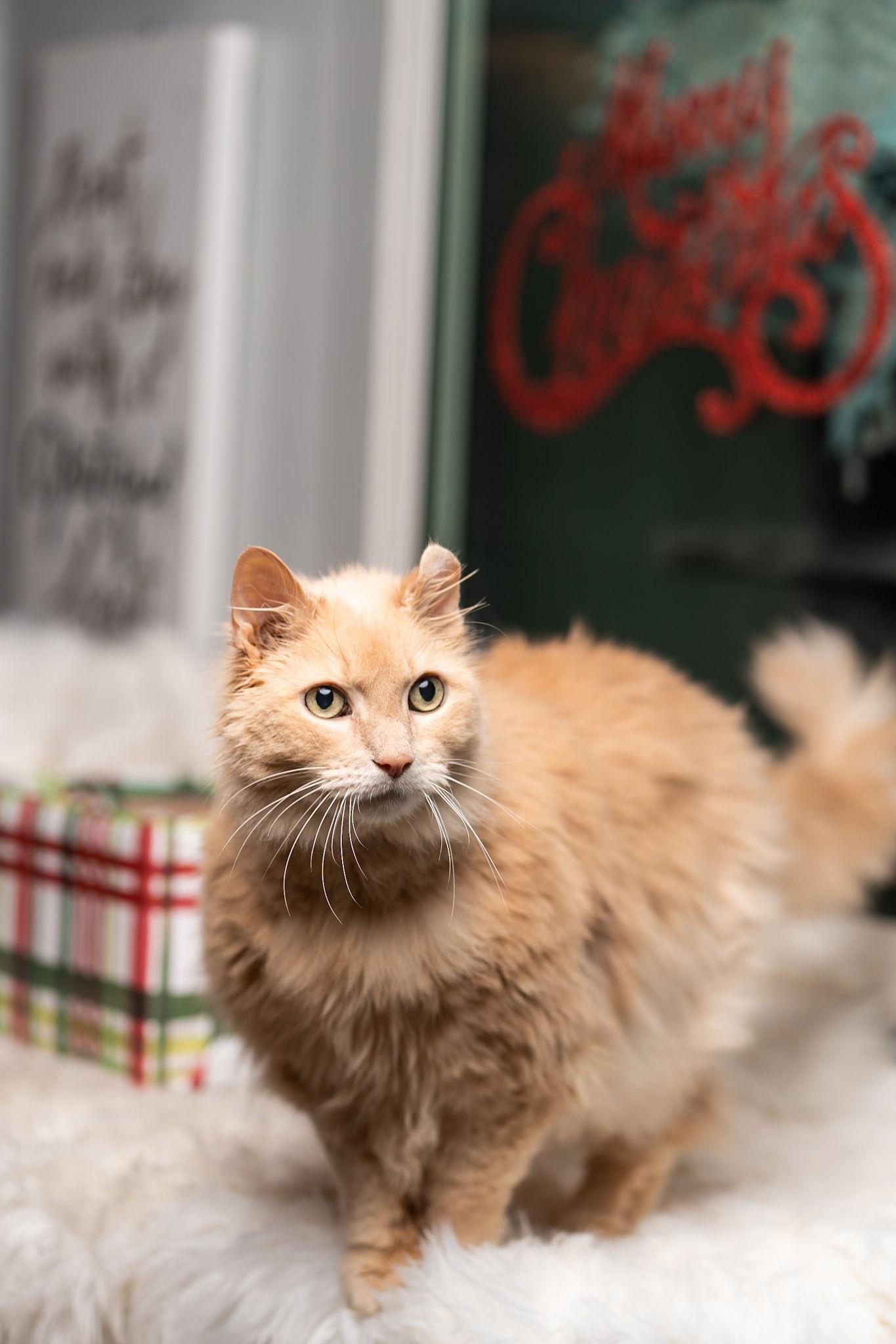 Enlarge Peggy Lee, a Adopted Domestic Long Hair in Cedar Rapids, IA image 3/3