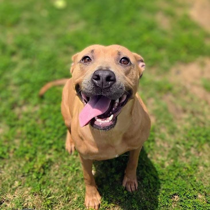 Ginger, a Adoptable Pit Bull Terrier in Douglasville, GA image 2/4
