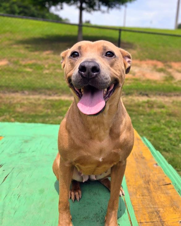 Ginger, a Adoptable Pit Bull Terrier in Douglasville, GA image 4/4