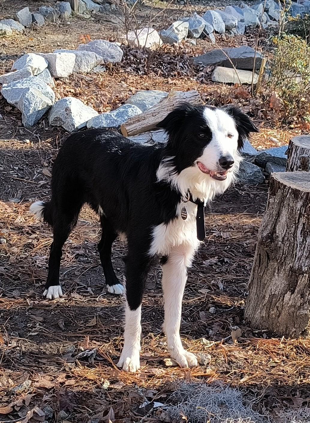 Enlarge COOPER, a ADOPTABLE Border Collie in Chocowinity , NC image 2/6