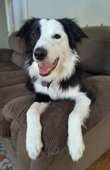 Enlarge COOPER, a ADOPTABLE Border Collie in Chocowinity , NC image 3/6
