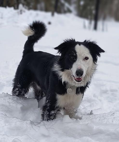 Enlarge COOPER, a ADOPTABLE Border Collie in Chocowinity , NC image 1/6