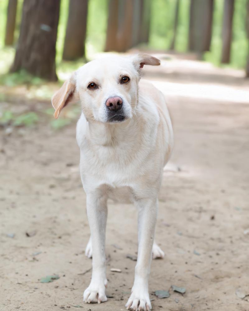 Tucker, Adoptable, Adult Male Labrador Retriever.