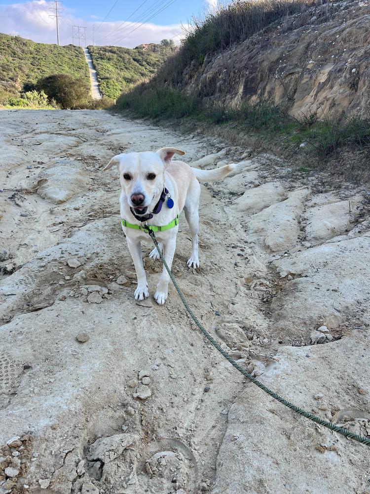 Enlarge Tucker, a Adoptable mixed breed in San Diego, CA image 4/4