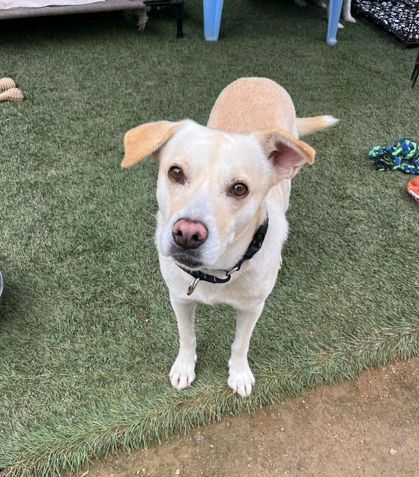 Enlarge Tucker, a Adoptable mixed breed in San Diego, CA image 4/4