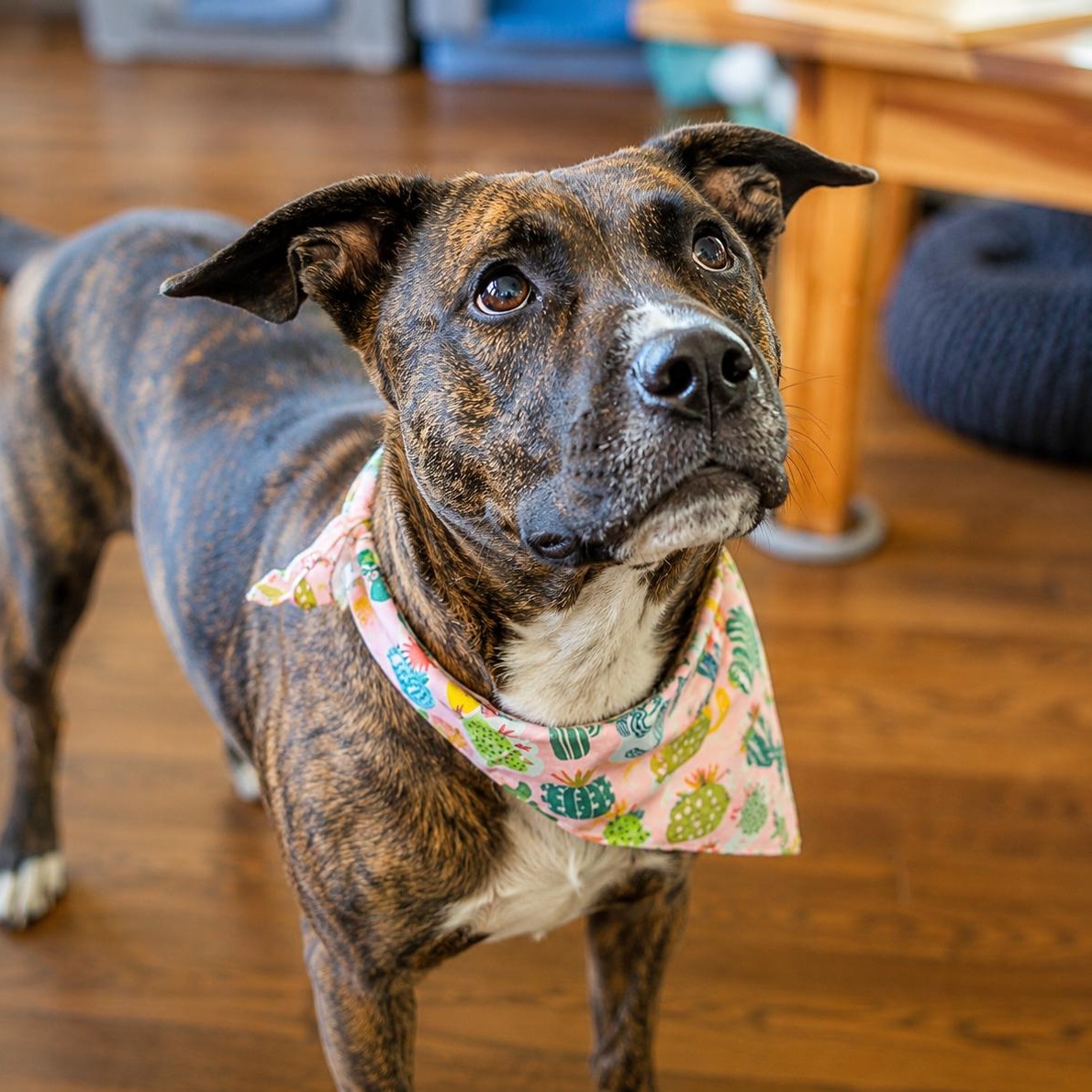Enlarge Sophie - Affectionate, Cuddle, Loving Girl, Great w/ Dogs & Kids. Fosterered W Roxbury, MA, a Adoptable mixed breed in Cambridge, MA image 2/6