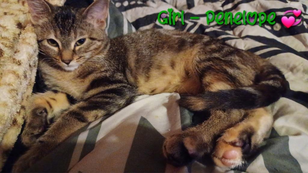 Enlarge Penelope, a Adoptable mixed breed in Miami, OK image 1/4