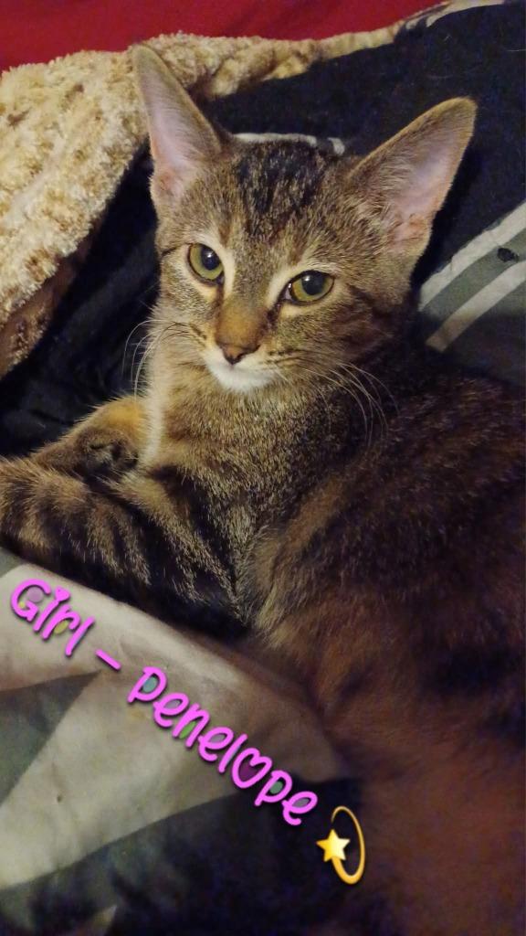 Enlarge Penelope, a Adoptable mixed breed in Miami, OK image 2/4