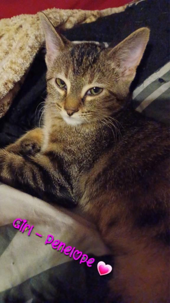 Enlarge Penelope, a Adoptable mixed breed in Miami, OK image 3/4