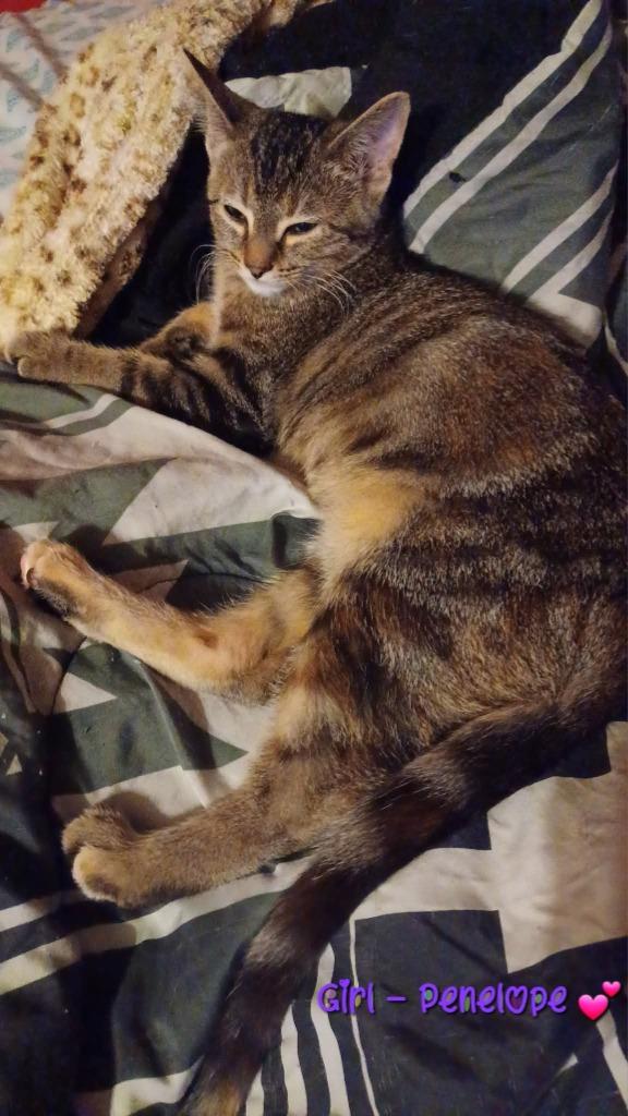 Enlarge Penelope, a Adoptable mixed breed in Miami, OK image 4/4