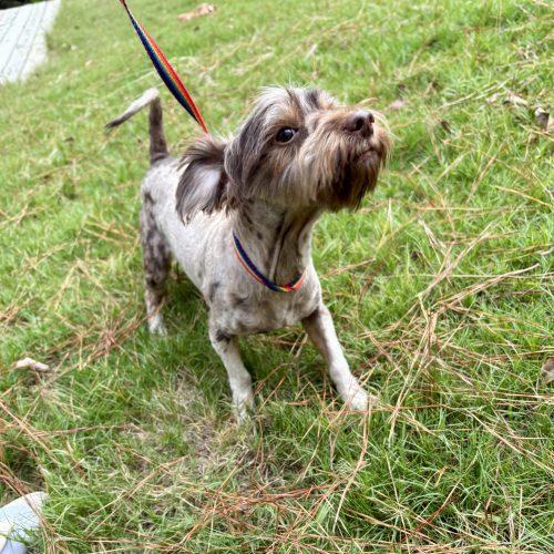 Patterson, Adoptable, Puppy Male Patterdale Terrier / Fell Terrier.