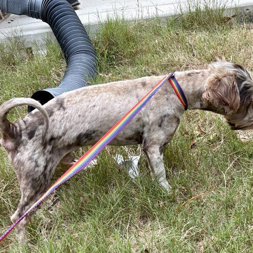 Enlarge Patterson, a Adoptable Patterdale Terrier / Fell Terrier in Sanford, NC image 4/6