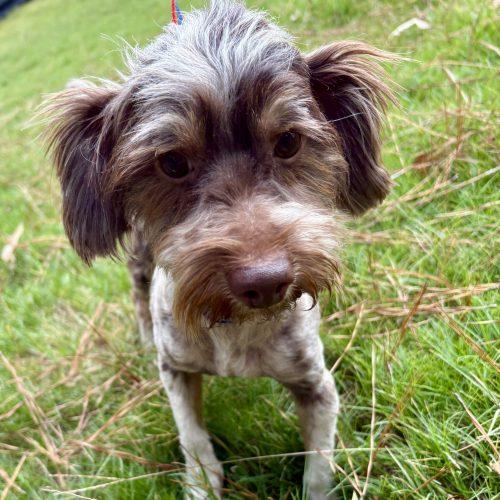 Enlarge Patterson, a Adoptable Patterdale Terrier / Fell Terrier in Sanford, NC image 5/6