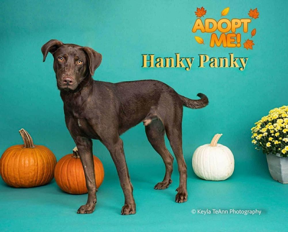 Hanky Panky, a Adoptable mixed breed in Statesboro, GA image 1/3