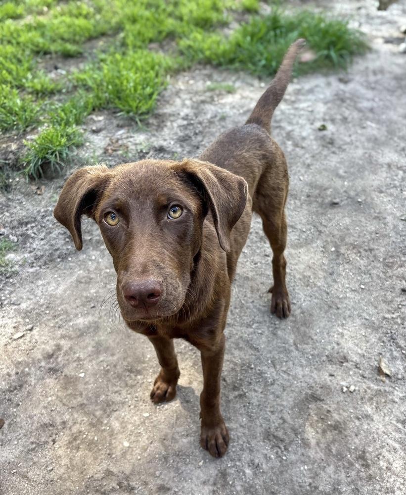 Hanky Panky, a Adoptable mixed breed in Statesboro, GA image 2/3