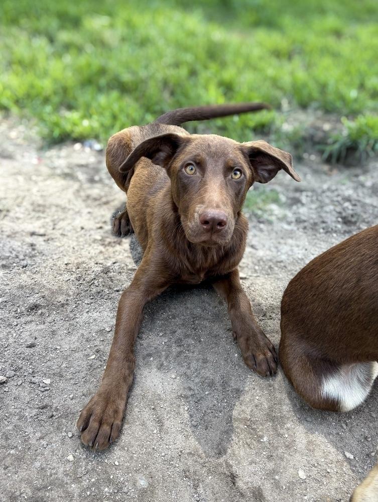 Hanky Panky, a Adoptable mixed breed in Statesboro, GA image 3/3