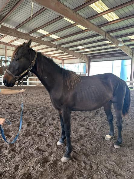 Enlarge Clue, a ADOPTABLE Grade in Mount Hermon, LA image 1/1