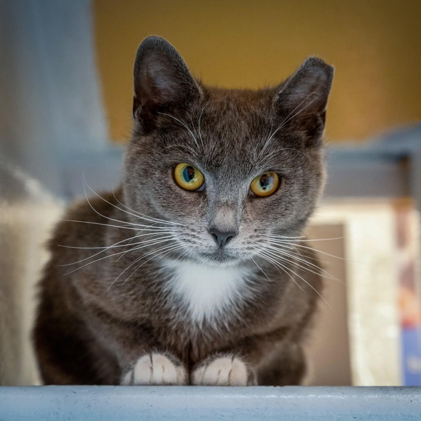 Windy (extremely shy 6 month old. Reduced fee), a Adoptable Russian Blue in HANSON, MA image 2/2