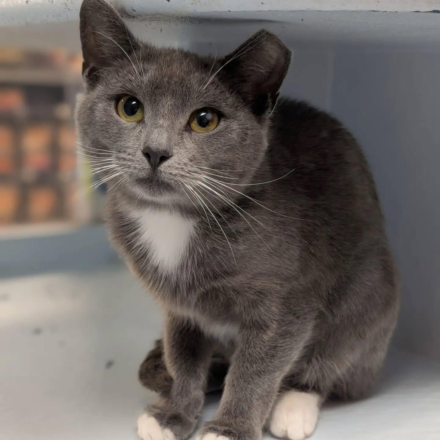 Windy (extremely shy 6 month old. Reduced fee), Adoptable, Young Female Russian Blue.