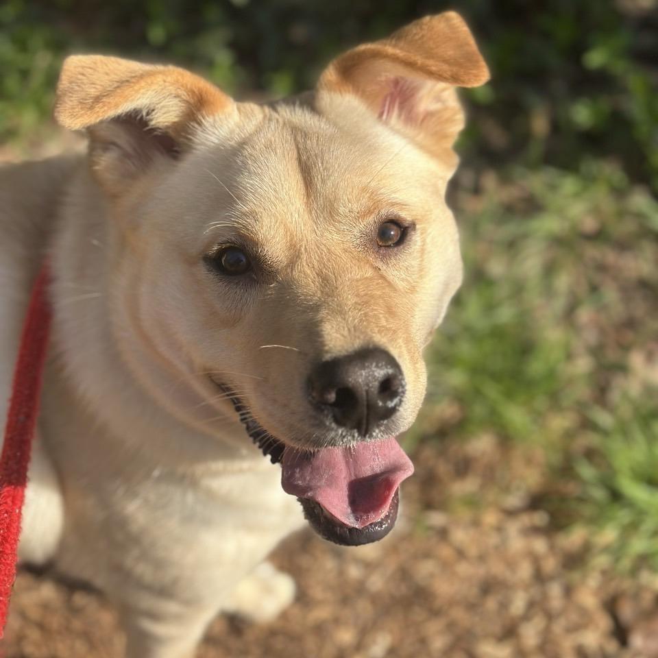 Jiro, Adoptable, Adult Male Mixed Breed.