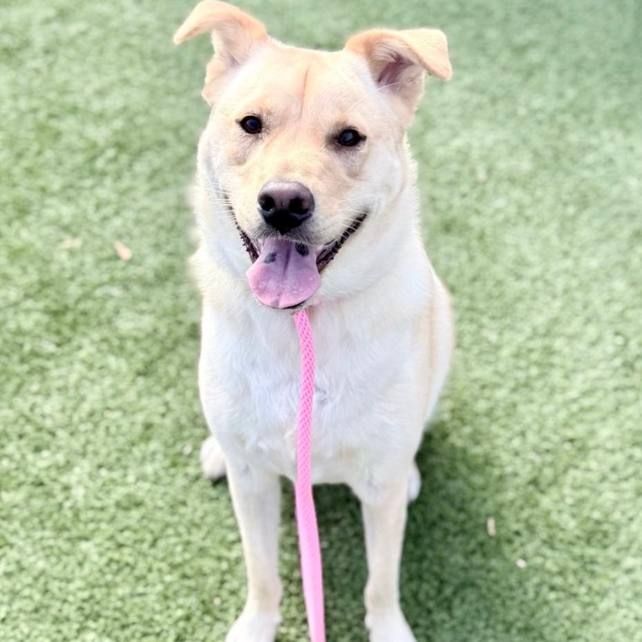 Enlarge Jiro, a Adoptable Mixed Breed in Chattanooga, TN image 2/4
