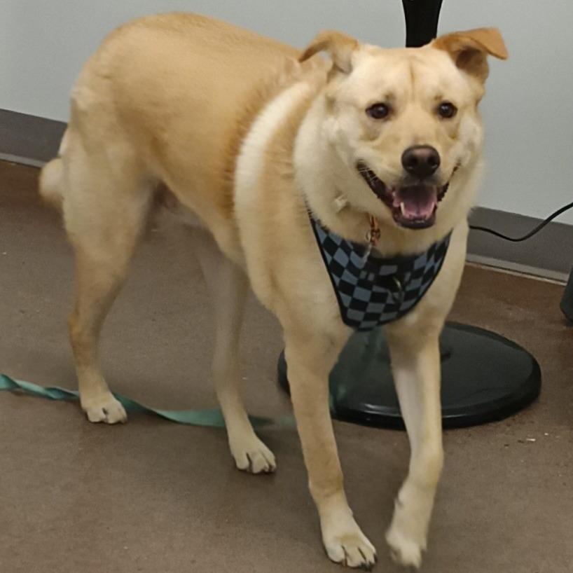 Enlarge Jiro, a Adoptable Mixed Breed in Chattanooga, TN image 3/4