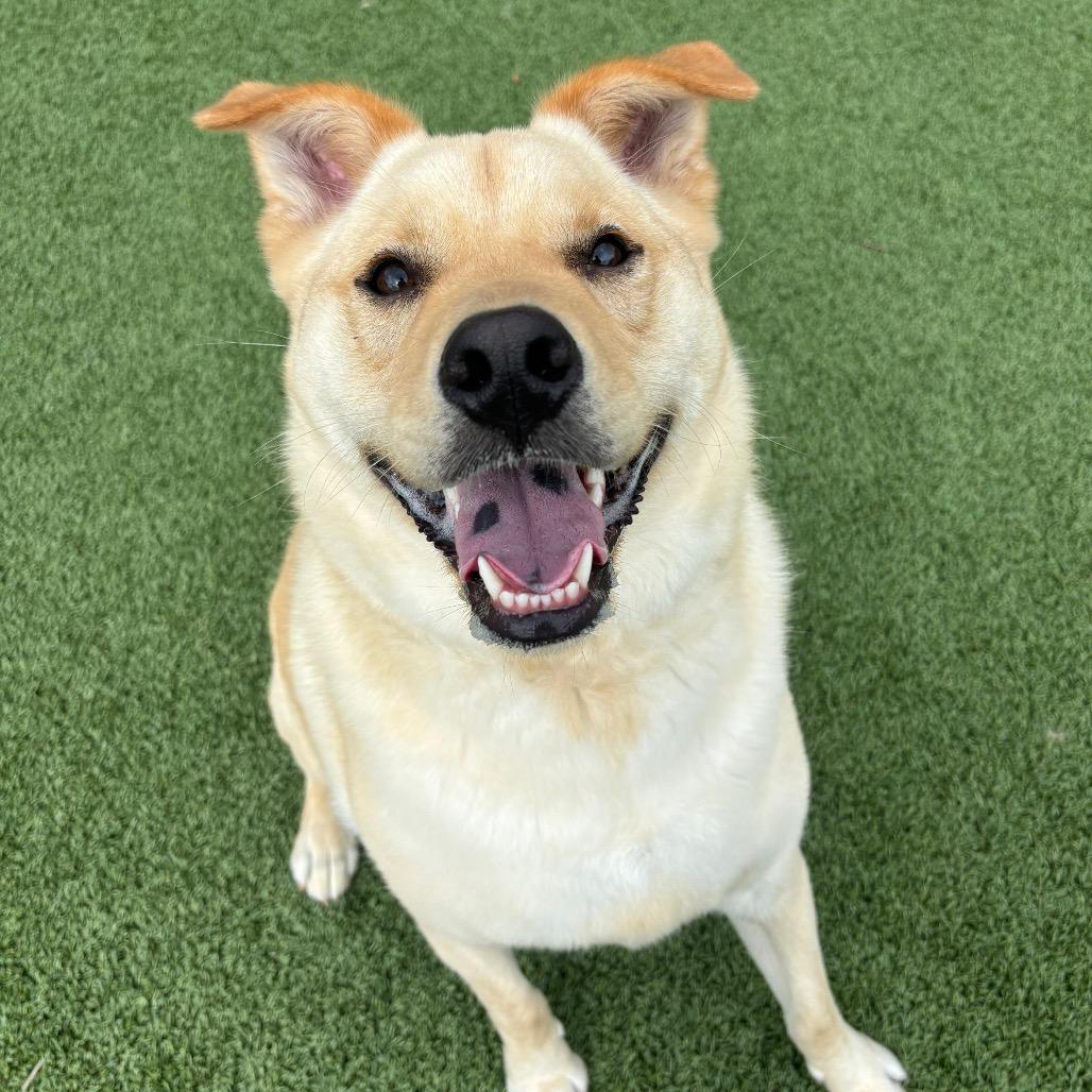 Enlarge Jiro, a Adoptable Mixed Breed in Chattanooga, TN image 4/5