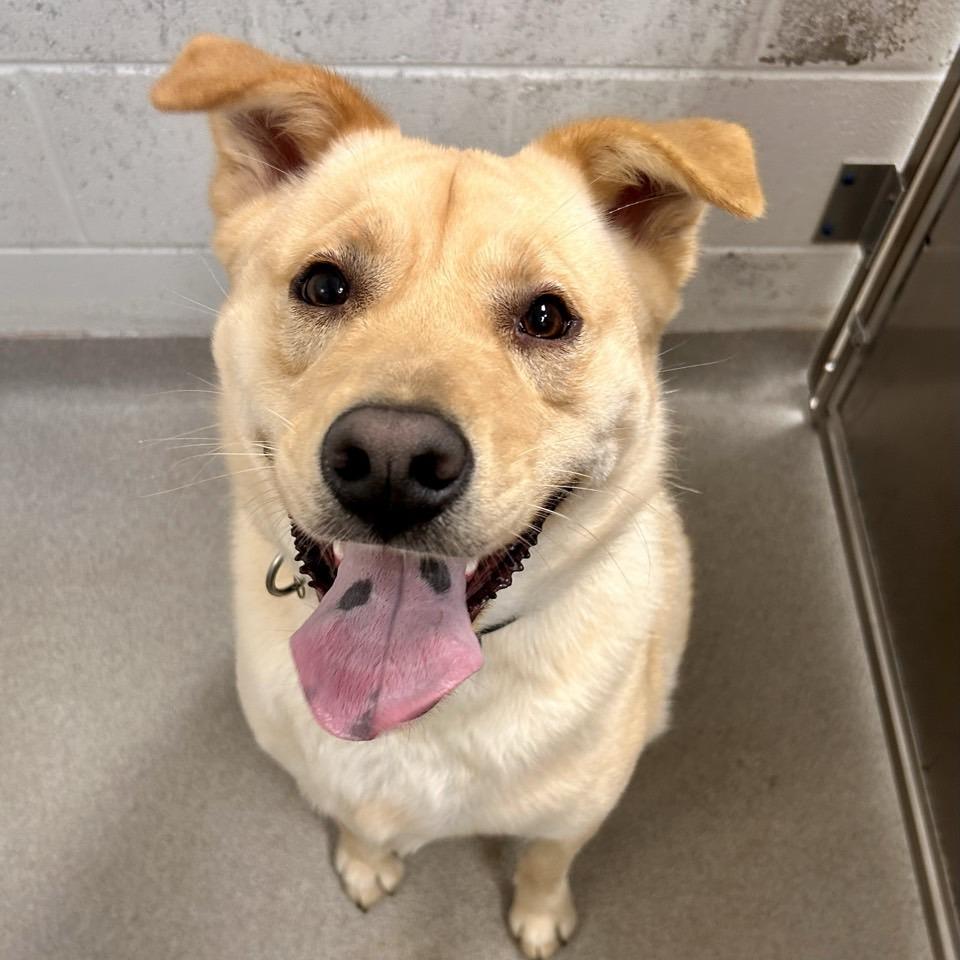 Enlarge Jiro, a Adoptable Mixed Breed in Chattanooga, TN image 4/4