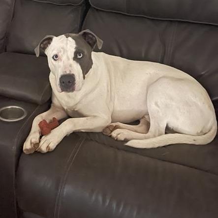 Walker, Adoptable, Adult Male Mixed Breed.