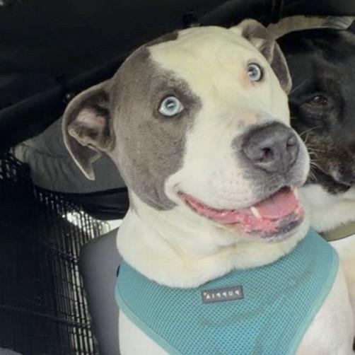Enlarge Walker, a Adoptable Mixed Breed in New York, NY image 2/6