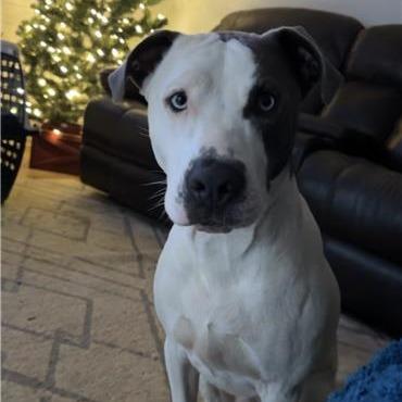 Enlarge Walker, a Adoptable Mixed Breed in New York, NY image 3/6