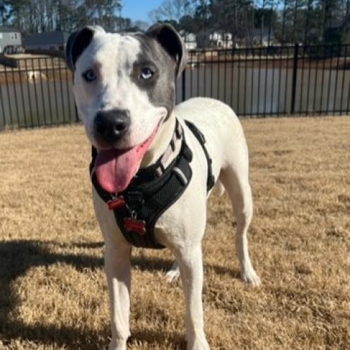 Enlarge Walker, a Adoptable Mixed Breed in New York, NY image 4/6
