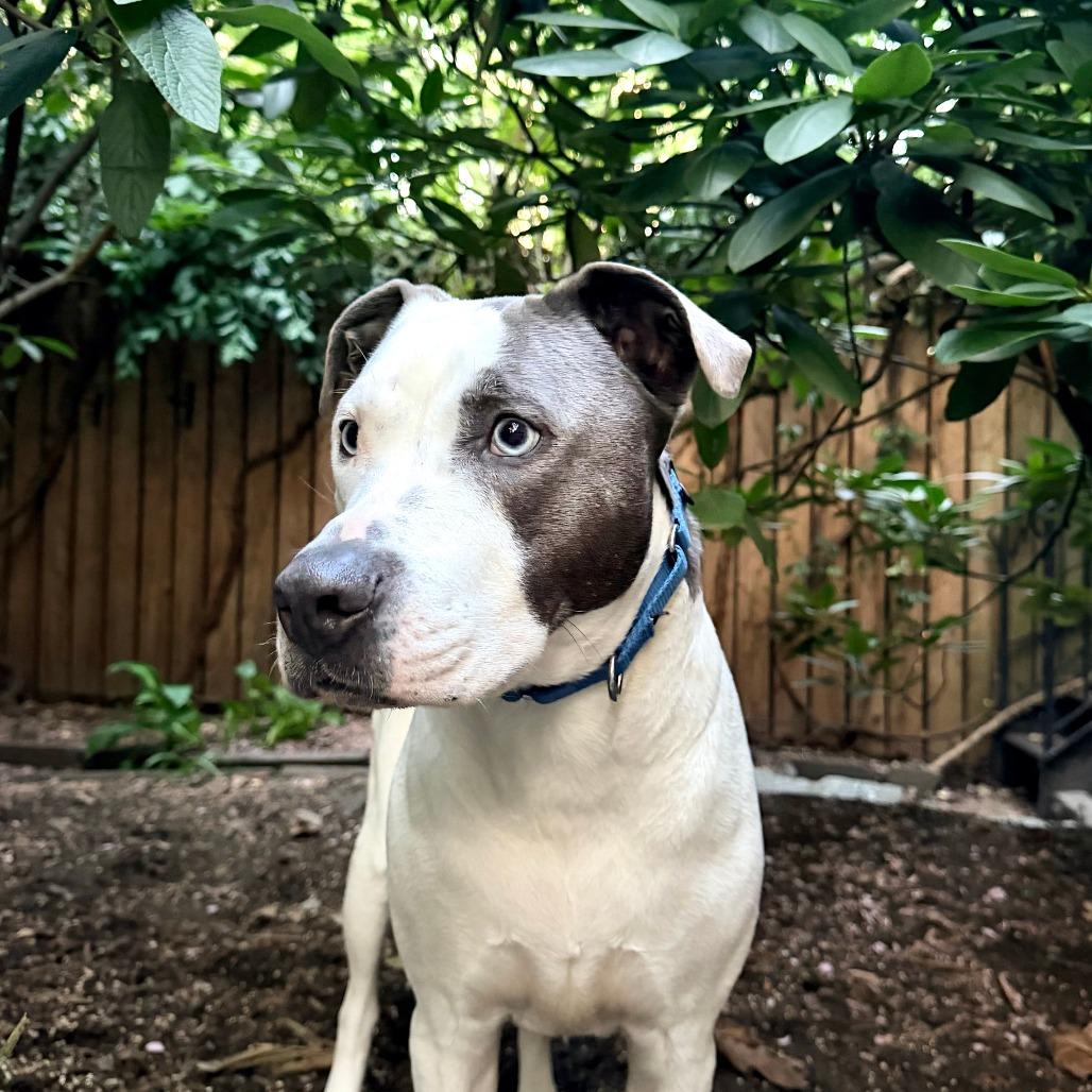 Enlarge Walker, a Adoptable Mixed Breed in New York, NY image 5/6