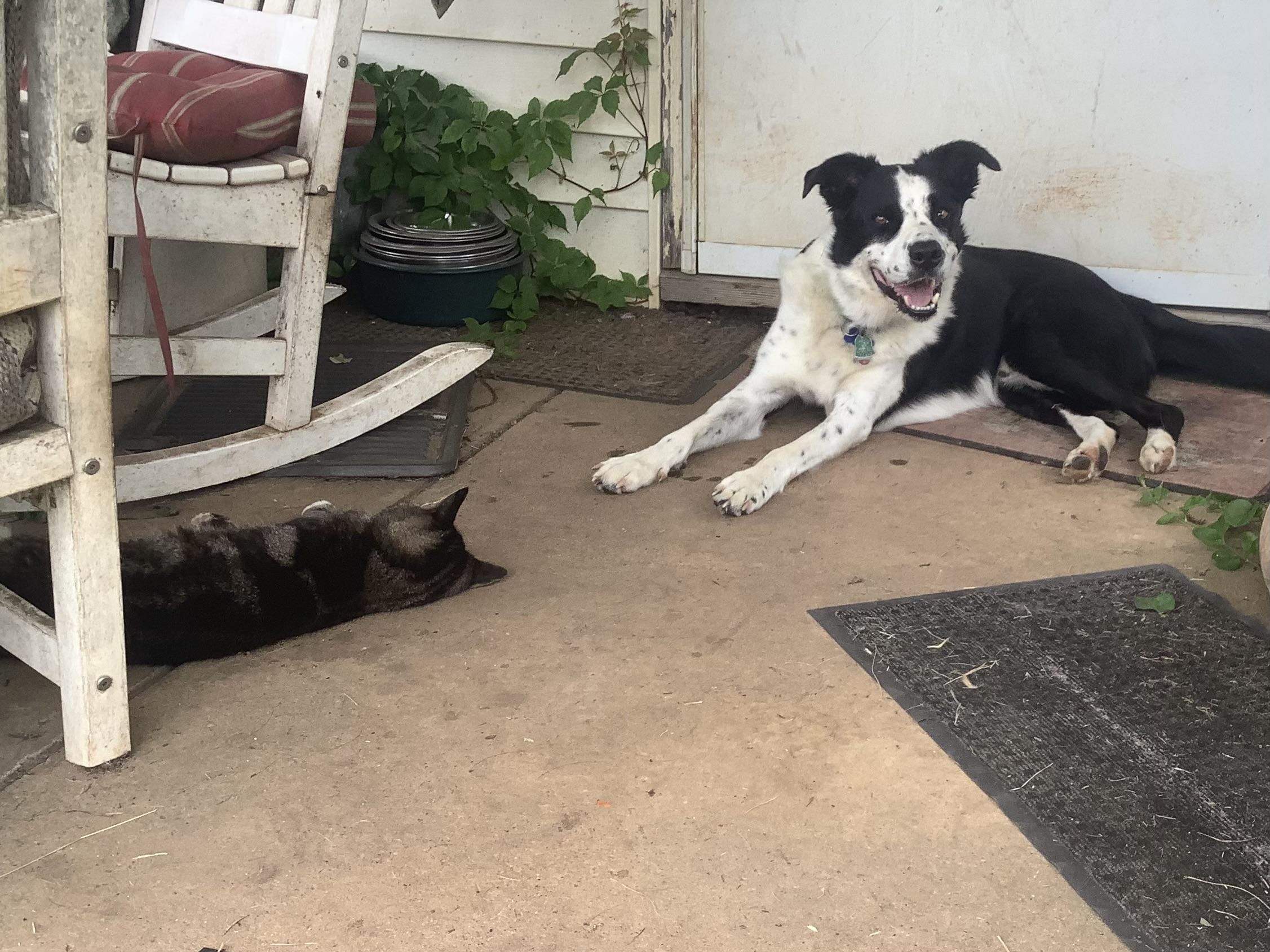 Enlarge Gunner, a ADOPTABLE Border Collie in Farmville, VA image 2/6