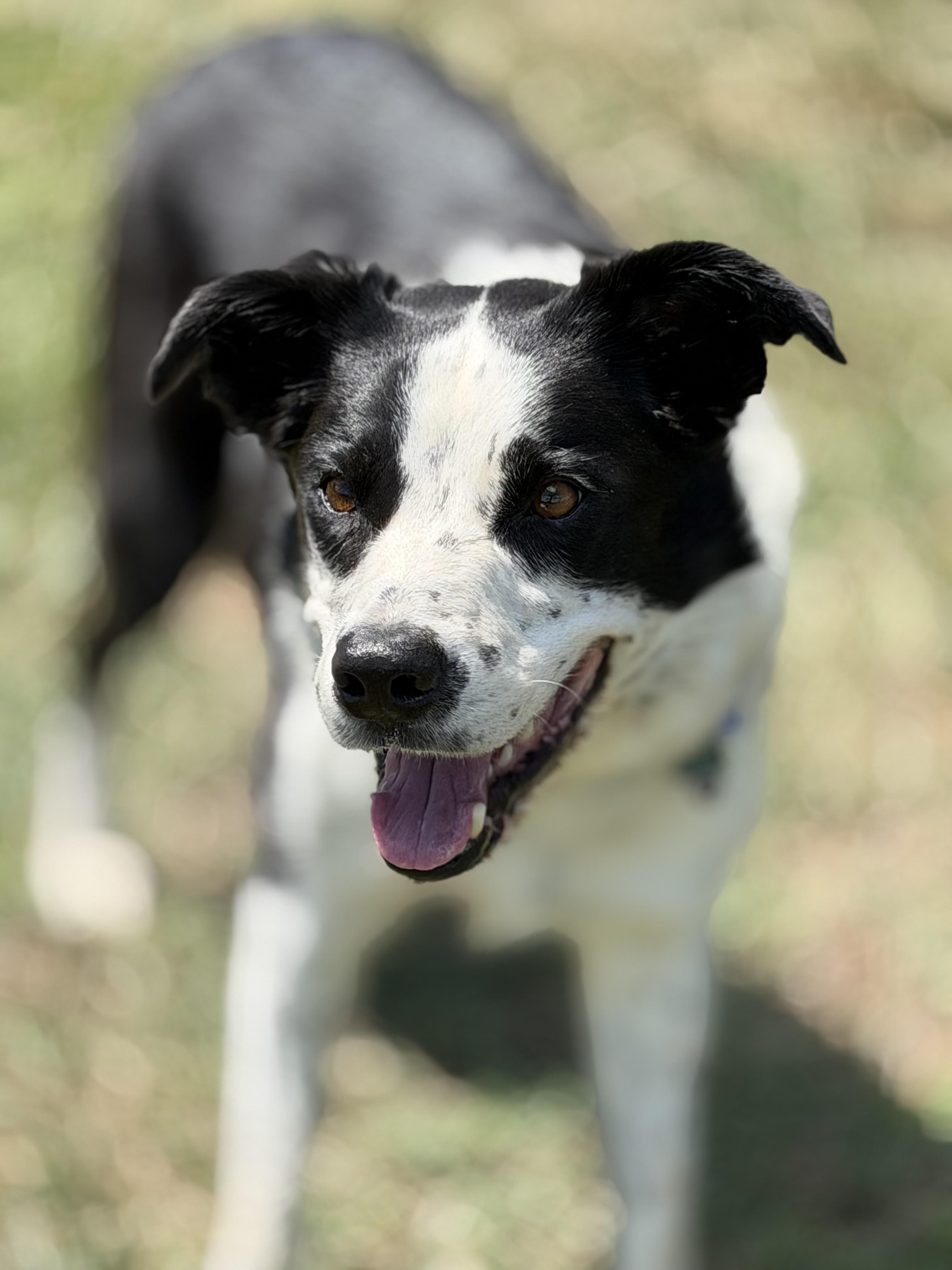 Enlarge Gunner, a ADOPTABLE Border Collie in Farmville, VA image 4/6