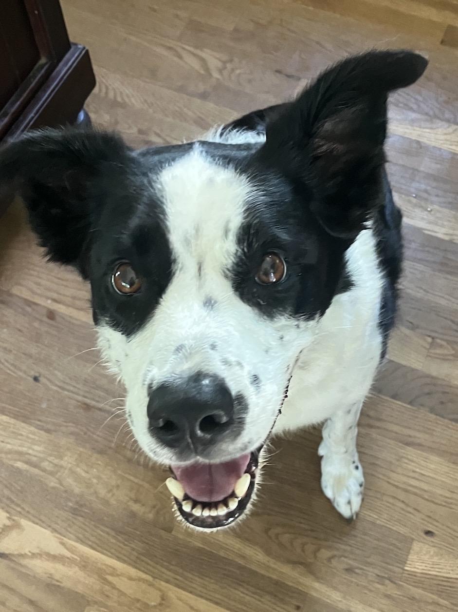 Enlarge Gunner, a ADOPTABLE Border Collie in Farmville, VA image 6/6
