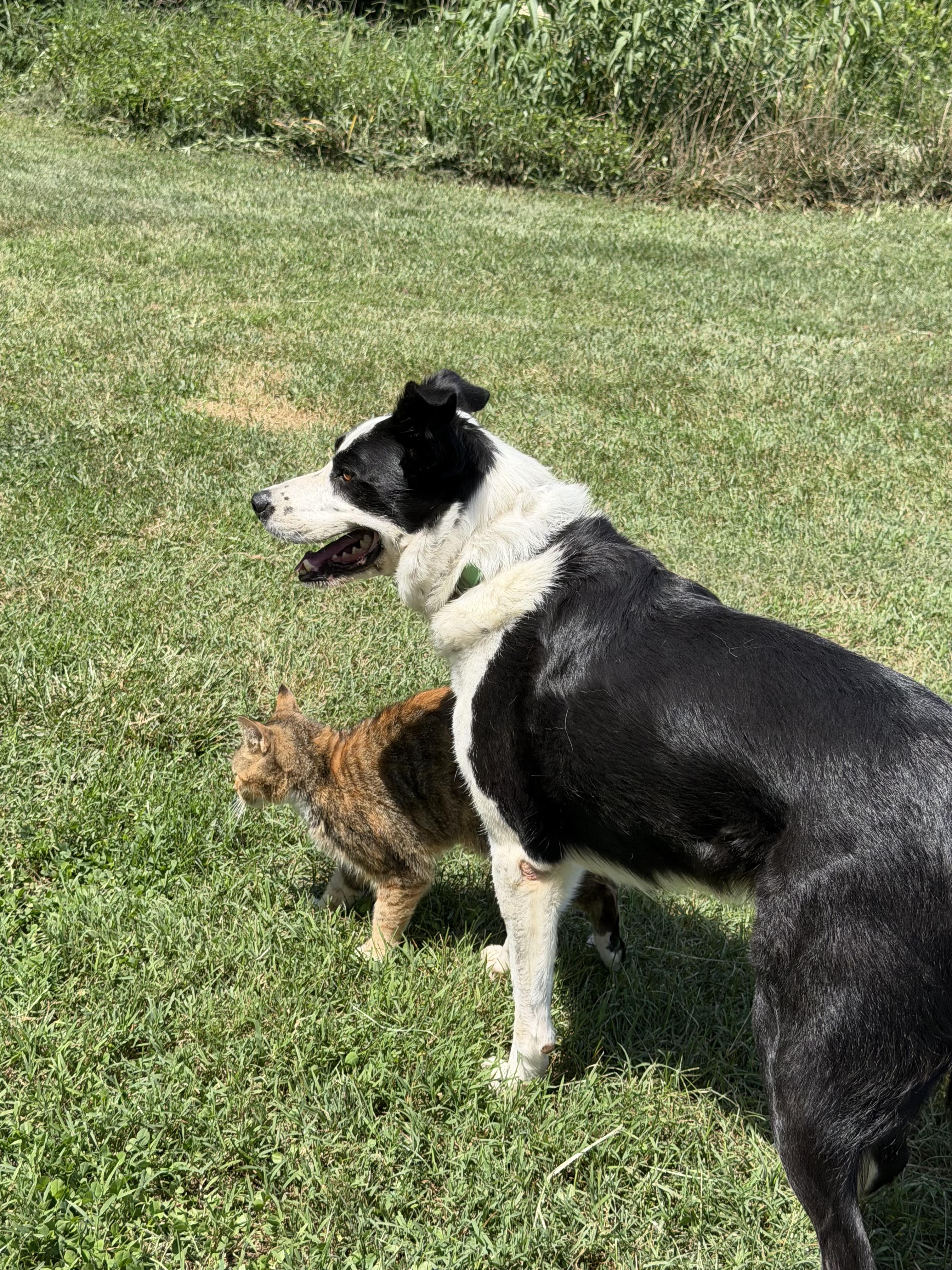 Enlarge Gunner, a ADOPTABLE Border Collie in Farmville, VA image 3/6