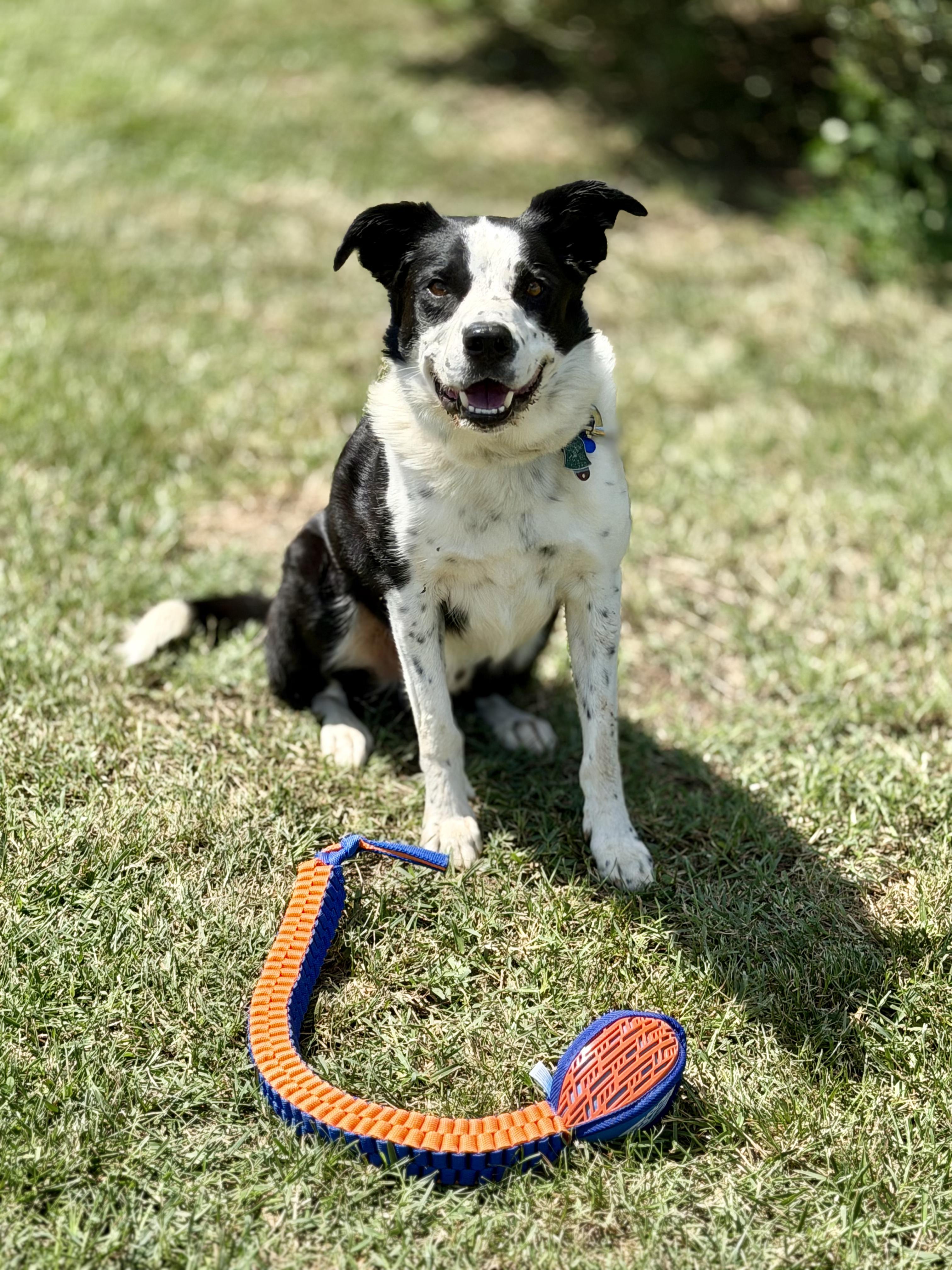 Enlarge Gunner, a ADOPTABLE Border Collie in Farmville, VA image 1/6