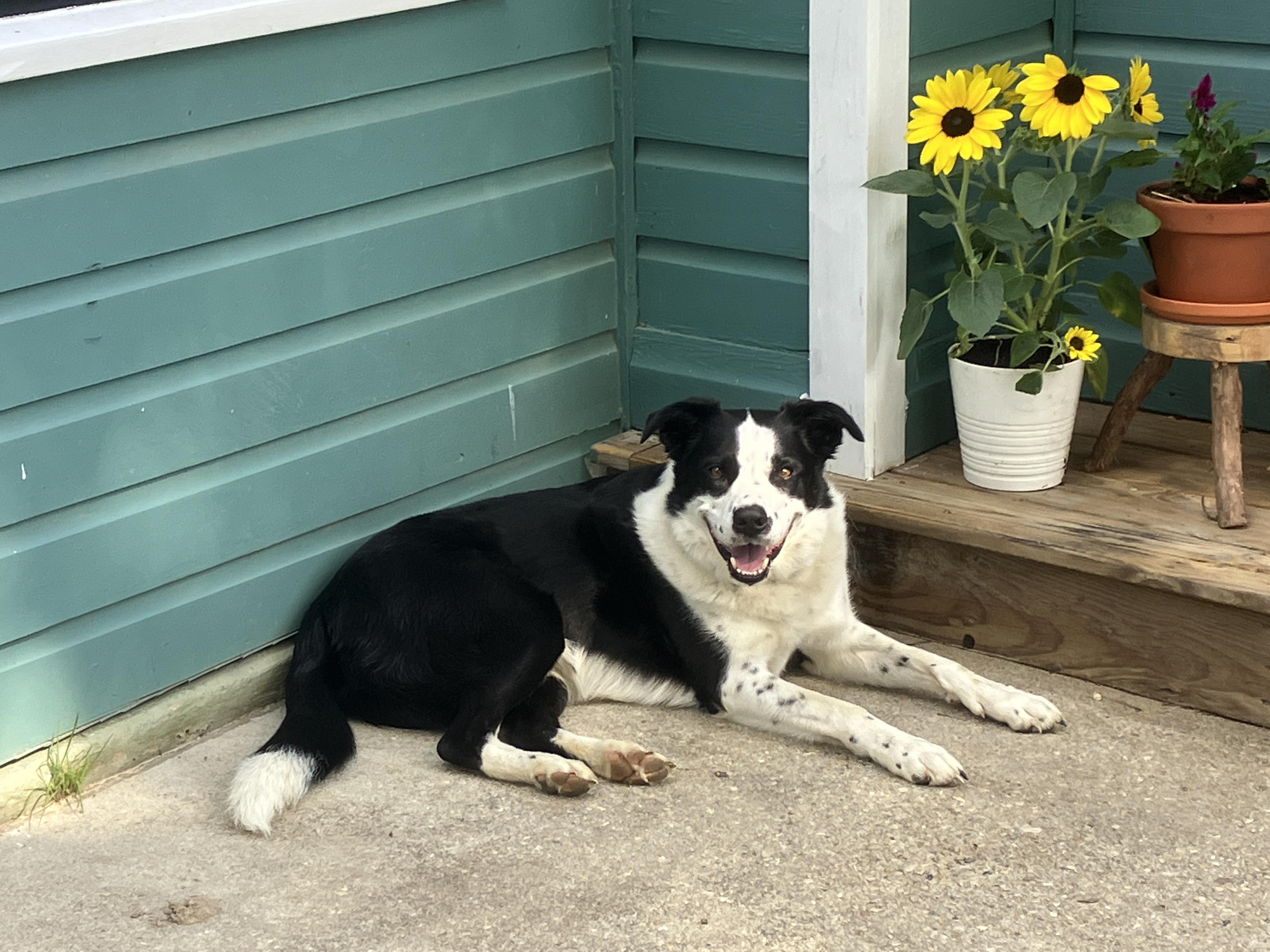 Enlarge Gunner, a ADOPTABLE Border Collie in Farmville, VA image 5/6