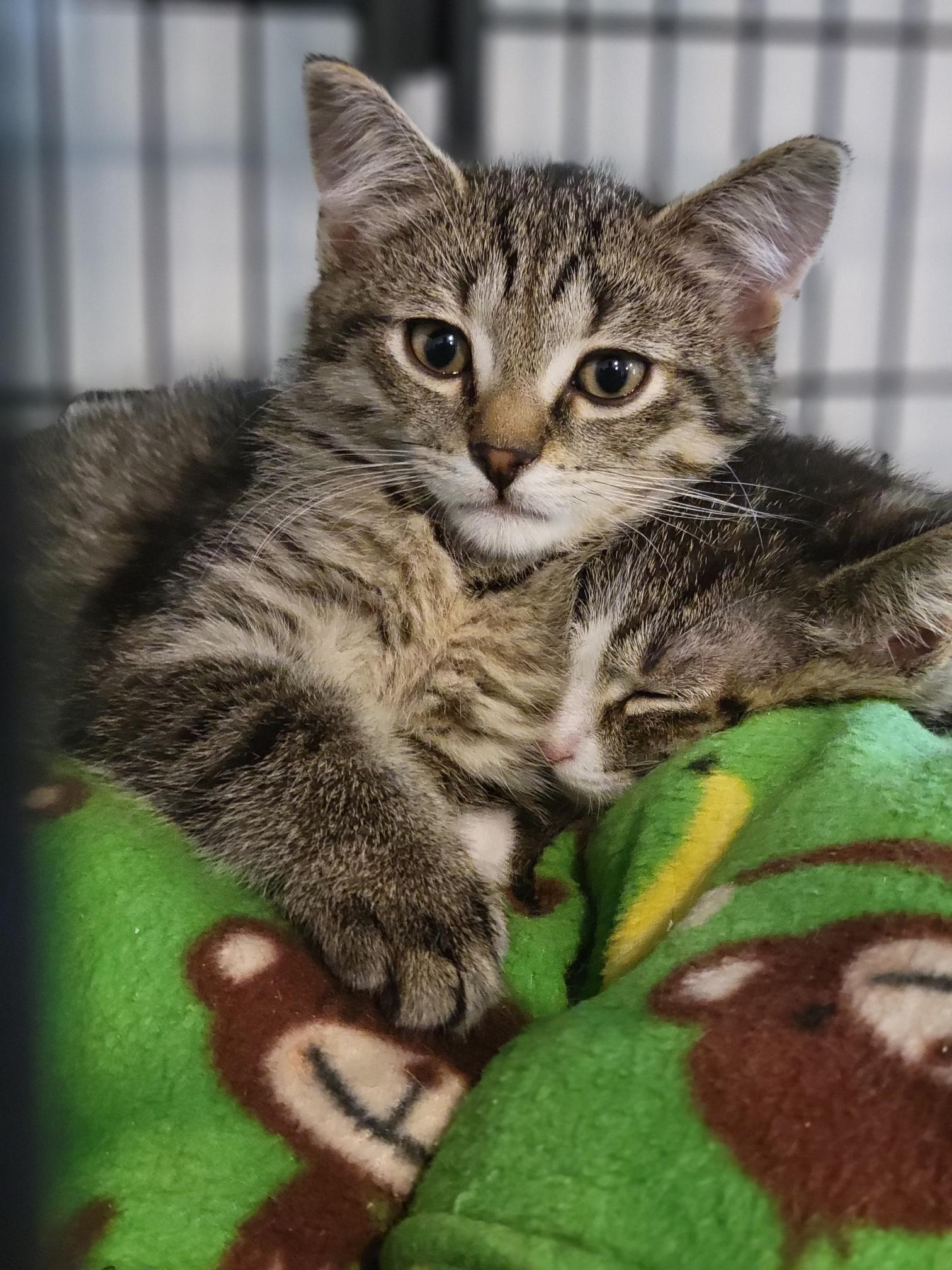 Enlarge Lucky Charms, a Adoptable Domestic Short Hair in Swartz Creek, MI image 3/6