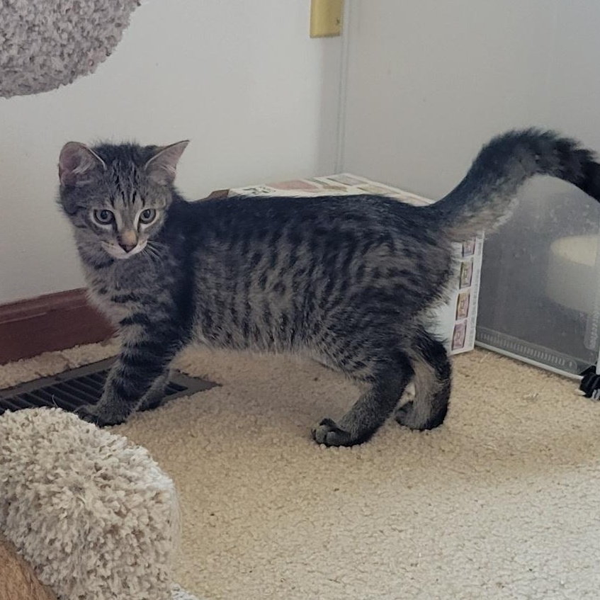 Enlarge Lucky Charms, a Adoptable Domestic Short Hair in Swartz Creek, MI image 4/6