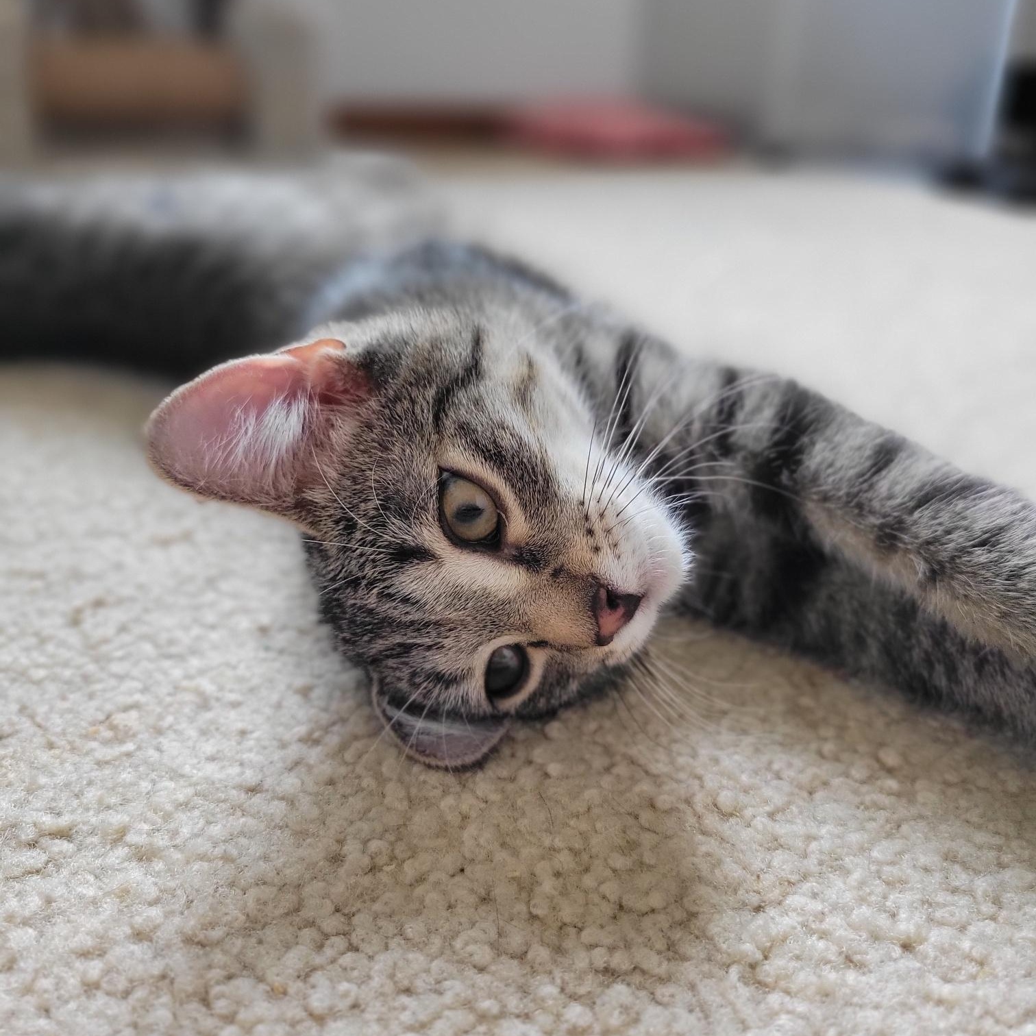 Enlarge Lucky Charms, a Adoptable Domestic Short Hair in Swartz Creek, MI image 5/6