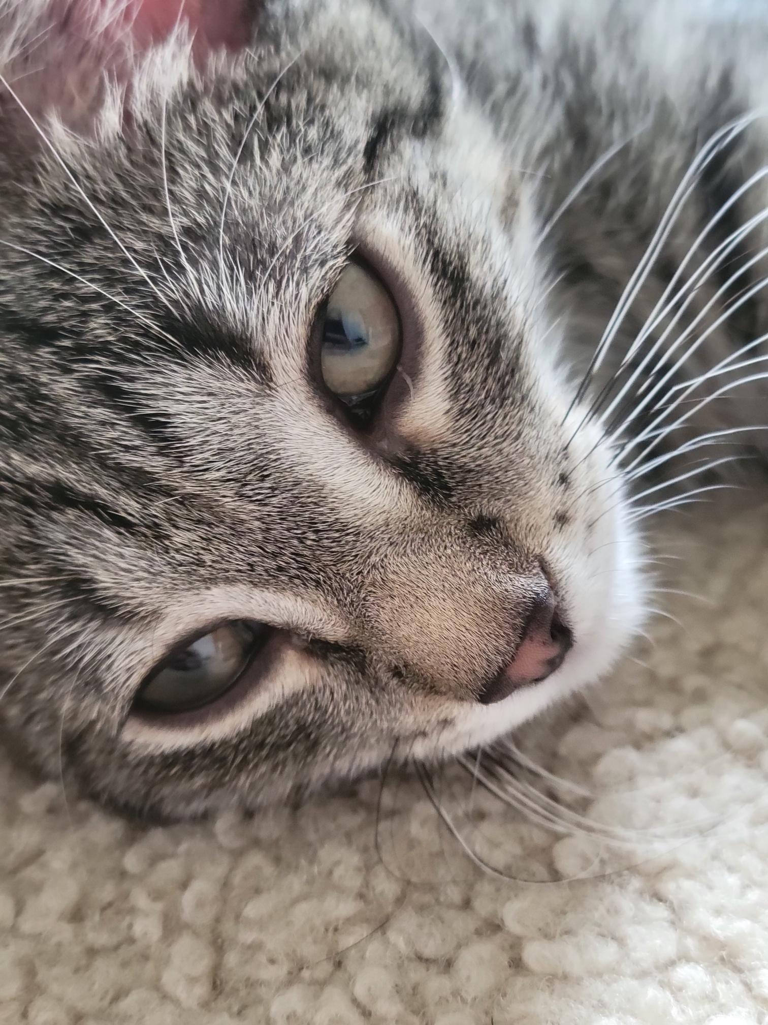 Enlarge Lucky Charms, a Adoptable Domestic Short Hair in Swartz Creek, MI image 6/6