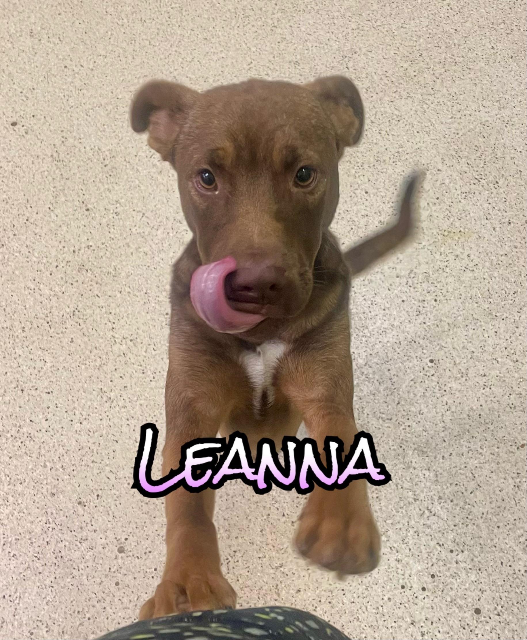 Leanna, adoptable, Young Female Australian Shepherd.