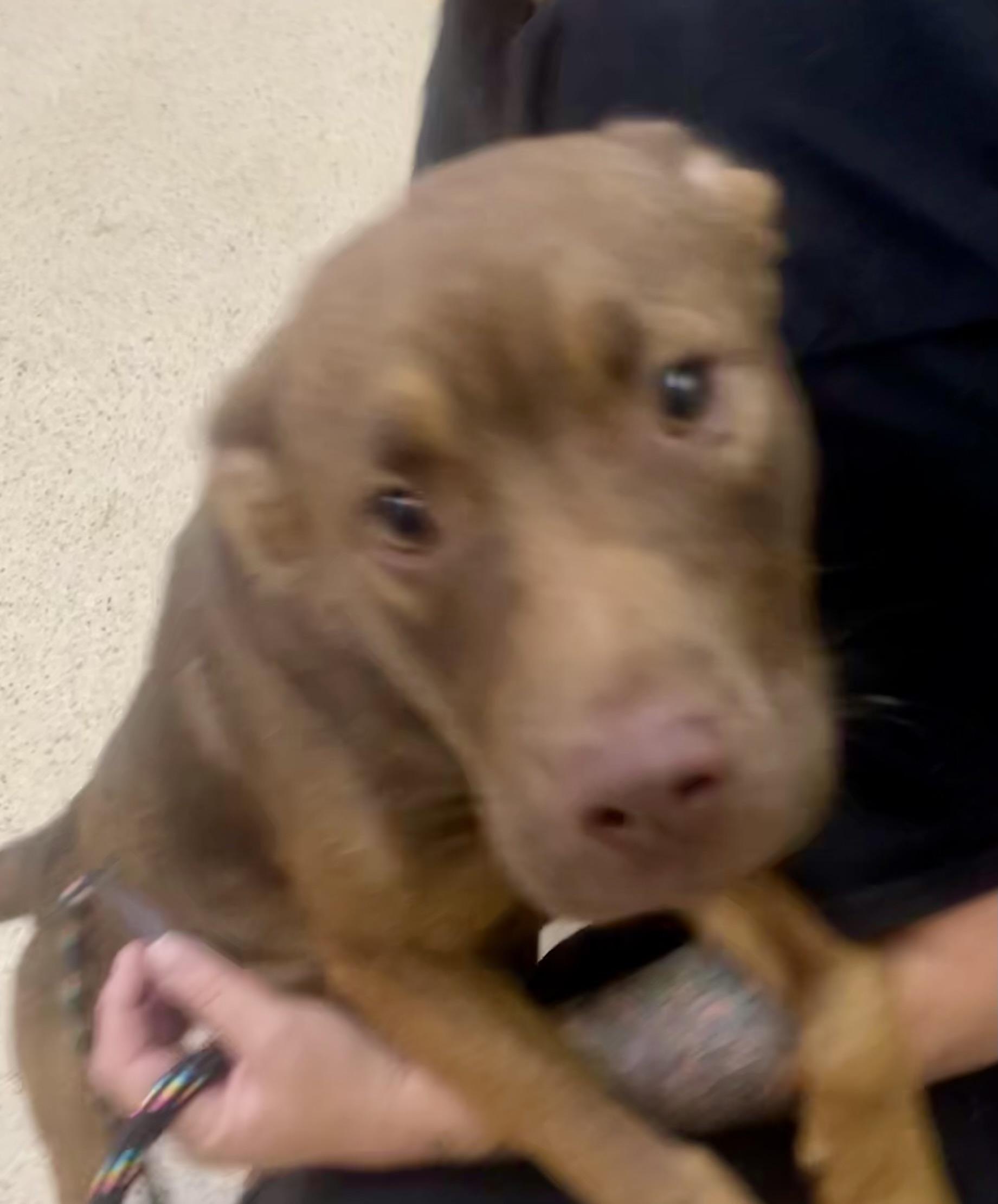 Leanna, an adoptable mixed breed in Muncie, IN image 2/6