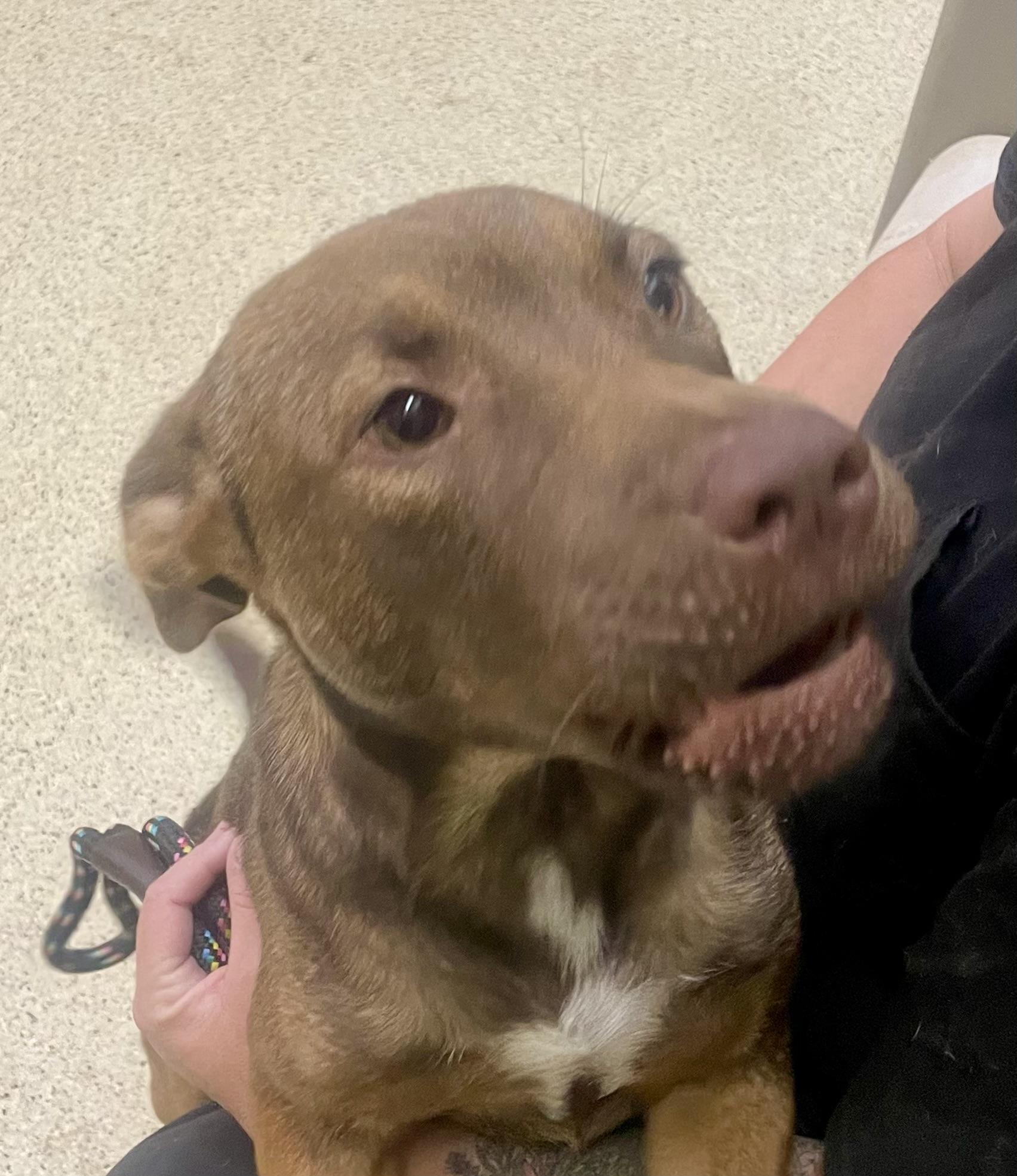 Leanna, an adoptable mixed breed in Muncie, IN image 3/6