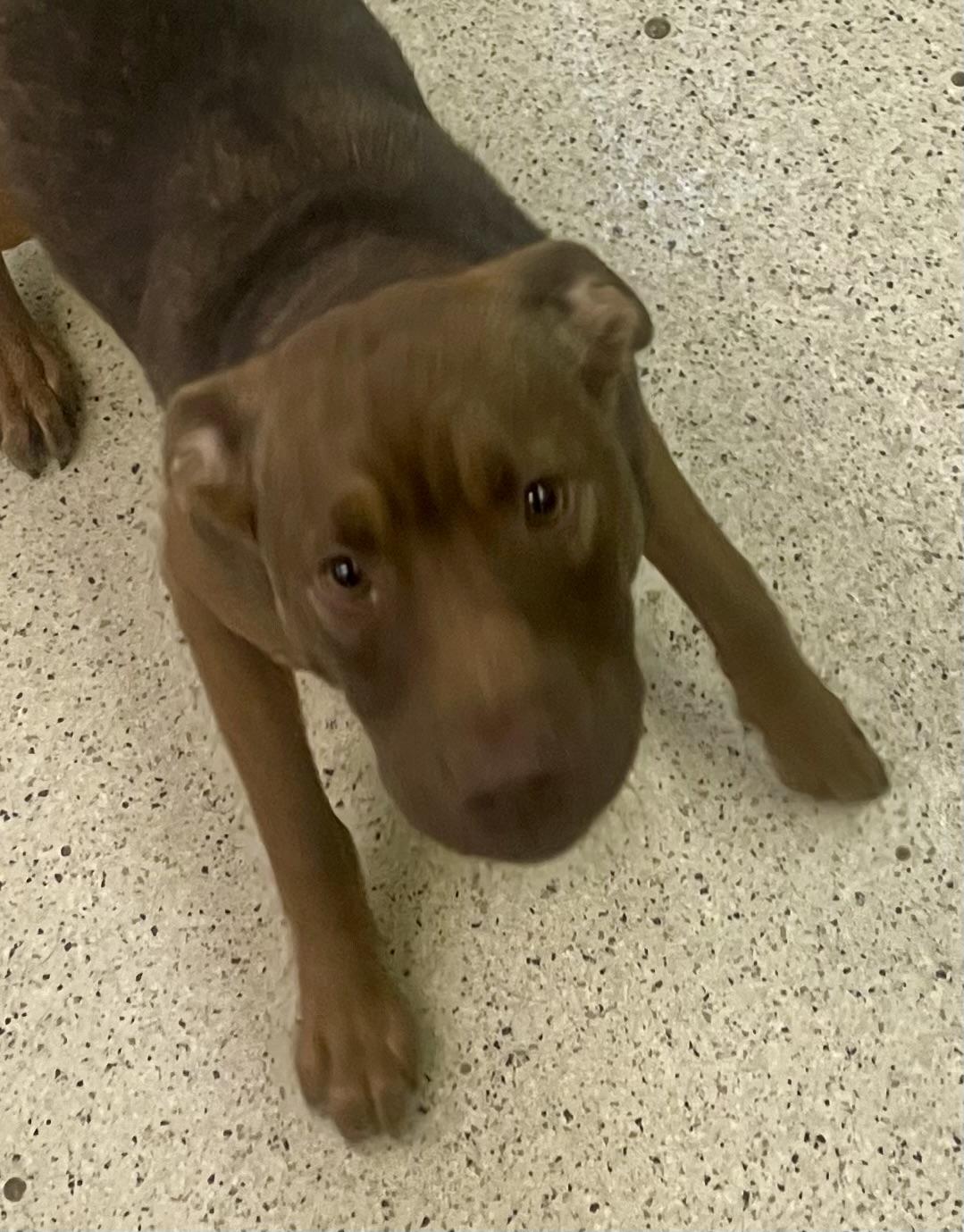 Leanna, an adoptable mixed breed in Muncie, IN image 4/6