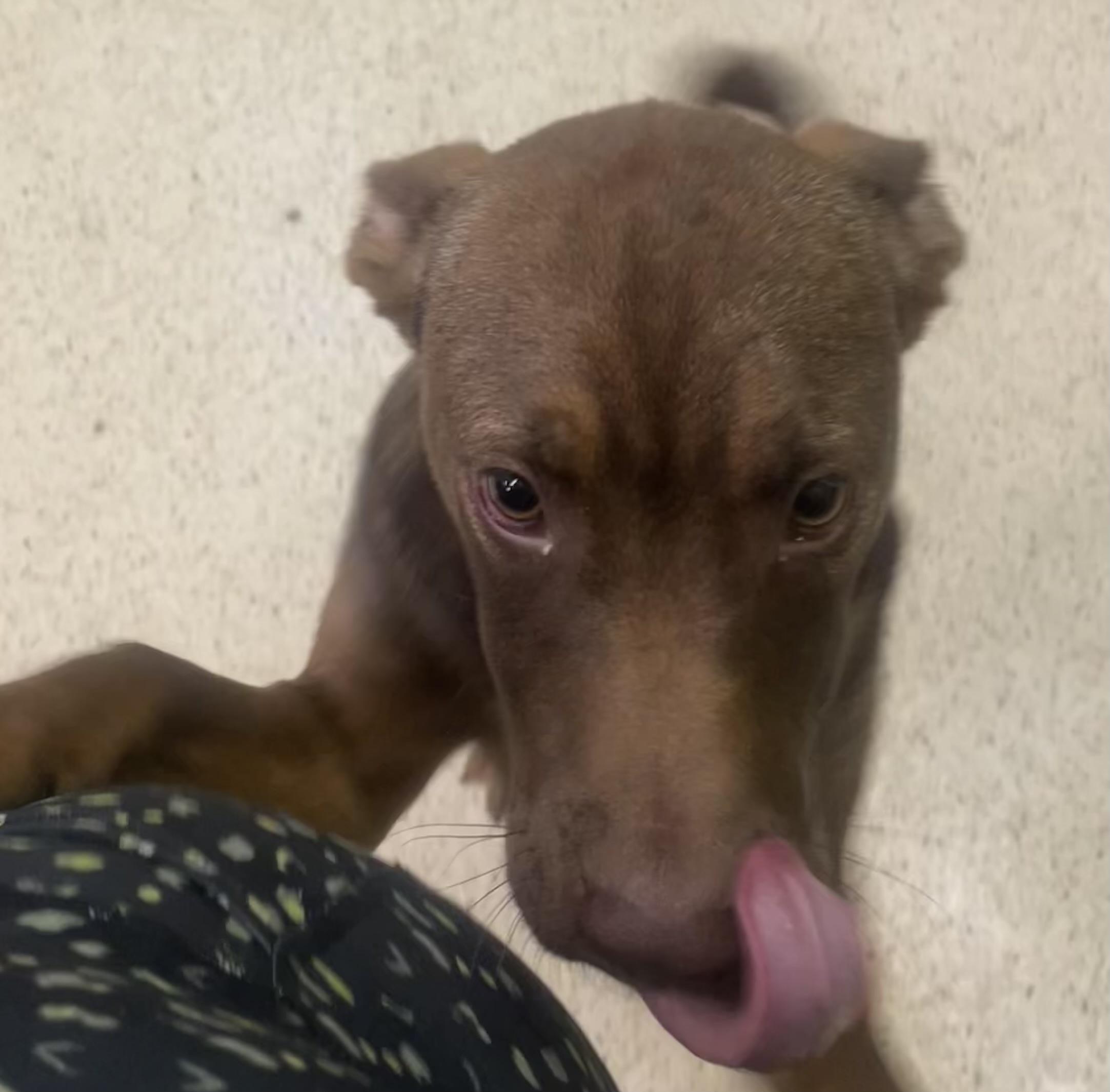 Leanna, an adoptable mixed breed in Muncie, IN image 5/6
